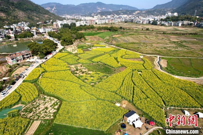 空中俯瞰美丽的油菜花海。　王东明 摄